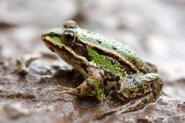 Green Frog