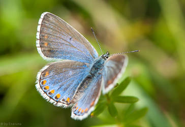 Gossamer-winged Butterfly