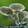 Porcelain Fungi