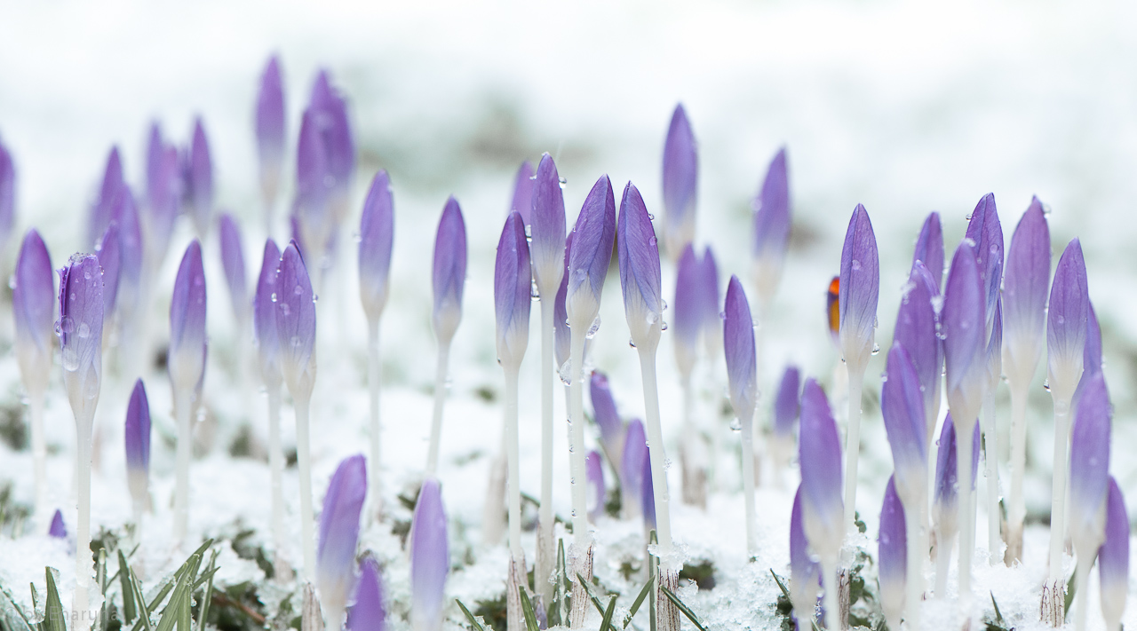 Crocuses in the Snow