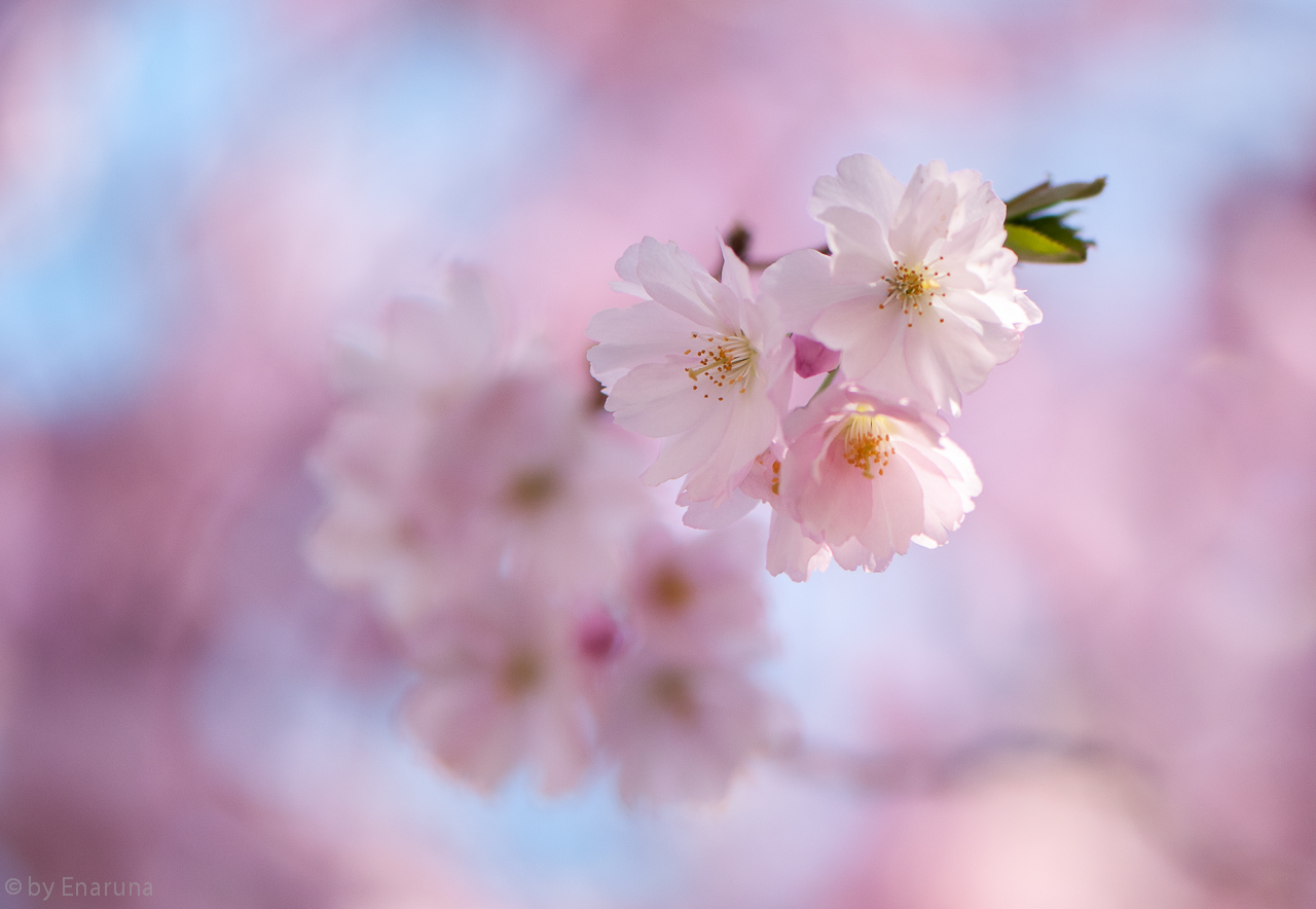 Japanese Flowering Cherry