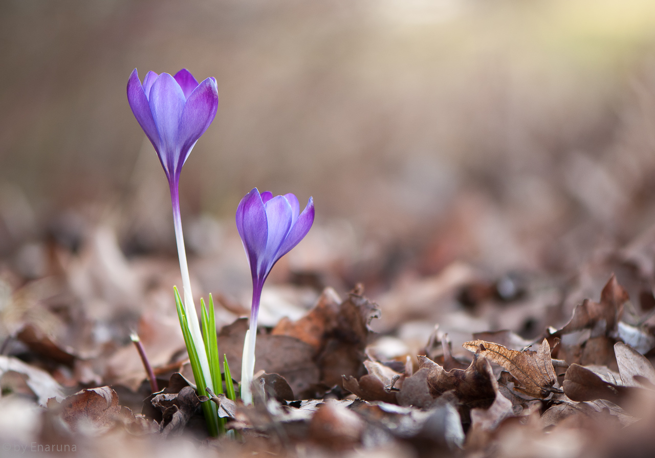 Crocus in the Wood