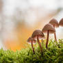 Mushrooms in the Moss