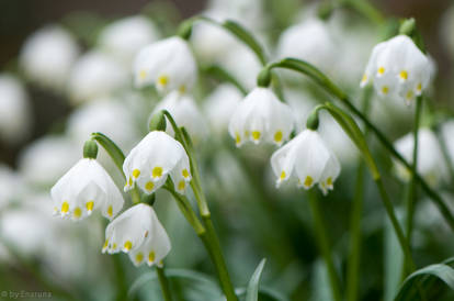 Spring Snowflakes