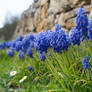 Grape Hyacinths