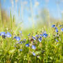 Germander Speedwell