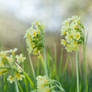 Cowslips