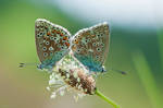 Gossamer-winged Butterflies by enaruna