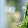 Little Mushroom