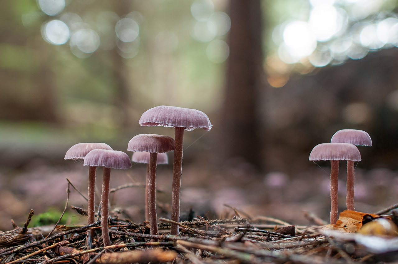 Mushrooms deep in the Wood