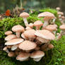 Mushrooms
