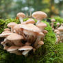 Mushrooms