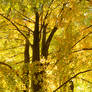 Tree with Autumn Leaves