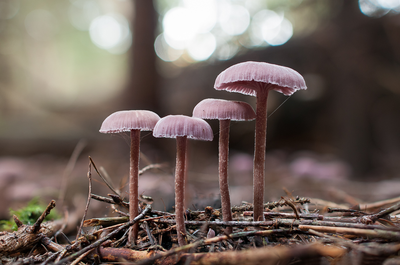 Mushrooms deep in the Wood