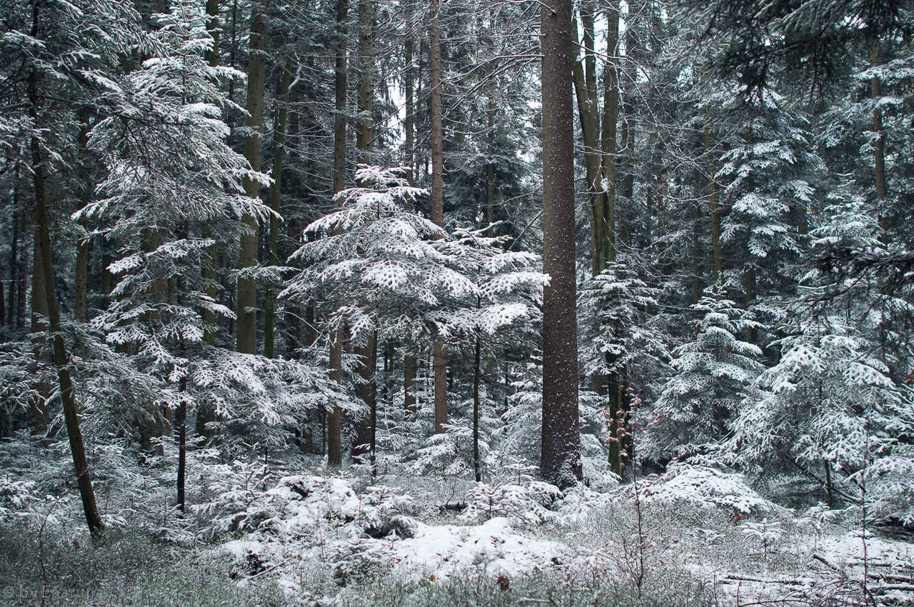 Trees in the Forest powdered with Snow