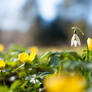 Snowdrop in a Yellow Sea of Blossoms