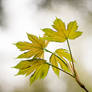 Spring Leaves