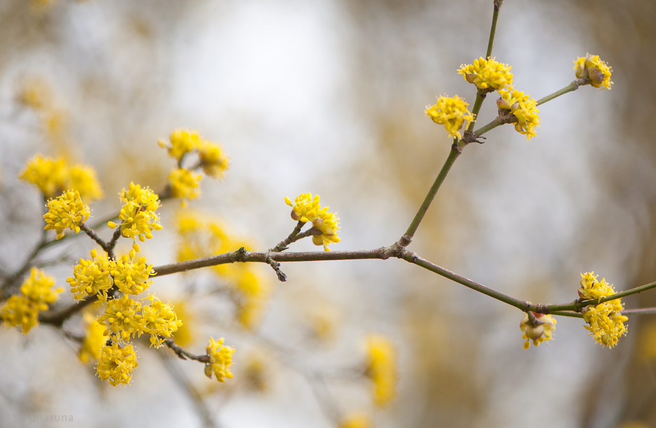 Cornelian Cherry Blossoms