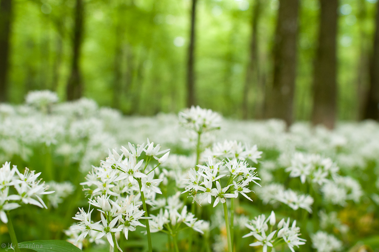 Wood Garlic