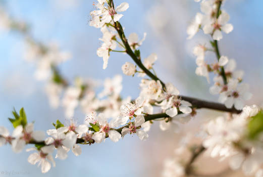 Wild Plum Blossoms