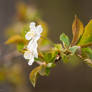 Cherry Blossoms