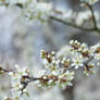 Sloe Blossoms in the Evening