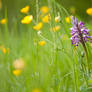 Military Orchid