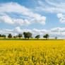 Rape Field