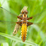 Broad-bodied Chaser