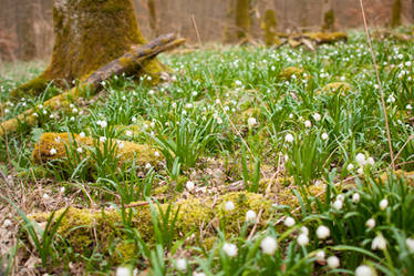 Spring Snowflakes