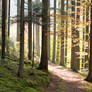 Autumn in the Black Forest