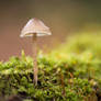 Little Mushroom in the Moss
