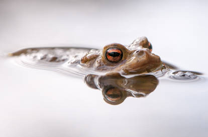Toad in the Water