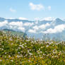 Blowballs in the Bernese Alps