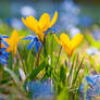 Crocuses and Spring Squill Flowers