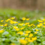 Flowering Pilewort