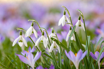 Snowdrops and Crocuses