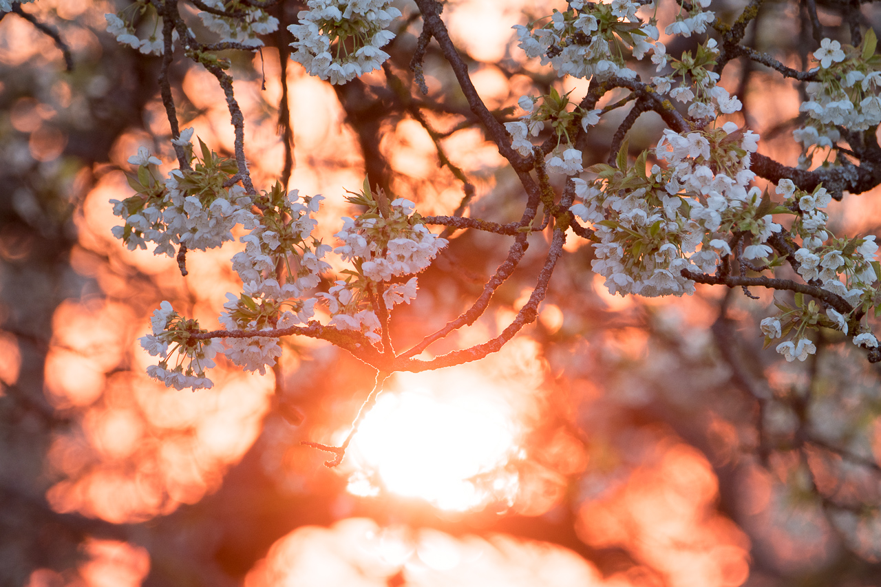 Cherry Blossoms in the Sunset by enaruna on DeviantArt