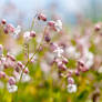 Cow-bell flowers