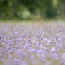 Devils Bit Scabious