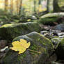 Autumn Leaf in a Streambed