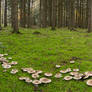 Fairy Ring in the Black Forest