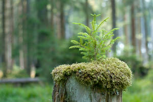 Growing on a Tree Stump