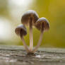 Mushrooms growing on a Tree Trunk
