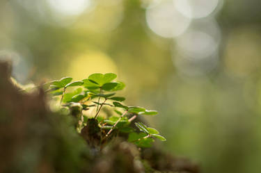 Clover in the Forest