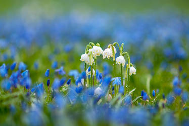 Spring squill and spring snowflakes