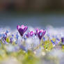 Crocuses and Siberian Squill