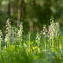 Orchids in the Forest