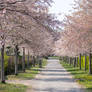 Cherry Tree Alley