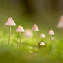 Little Mushrooms in the Moss